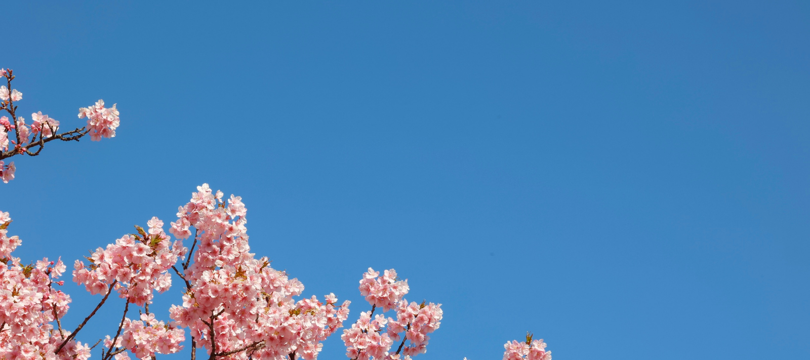 Hormonal Balance in Ayurveda: Top 5 Natural Ways for Women and Men